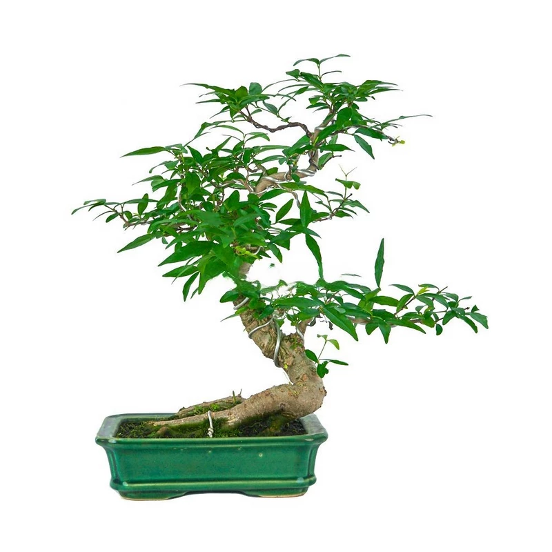 Wrightia-Religiosa-Bonsái:-Años-Belleza-Natural