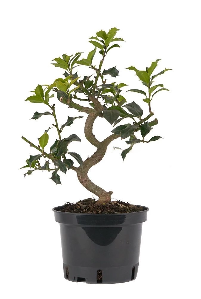 Prebonsai-Ilex-meserveae