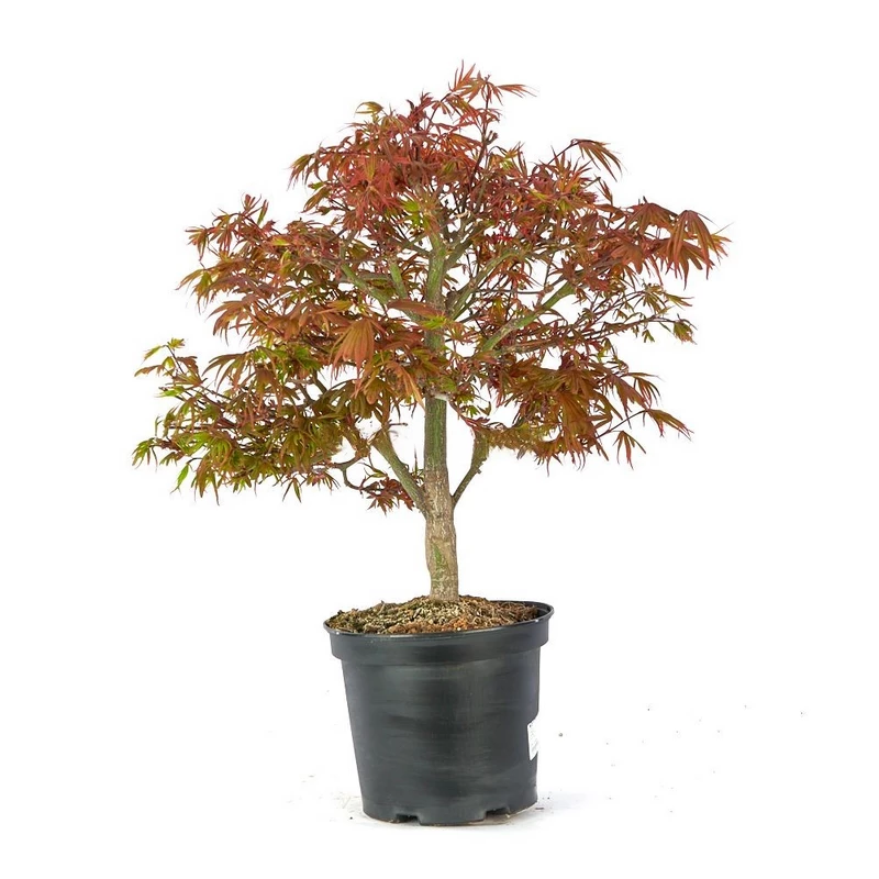 Prebonsái-Acer-palmatum-Shaina-Arce-Japonés-Compacto-Colorido