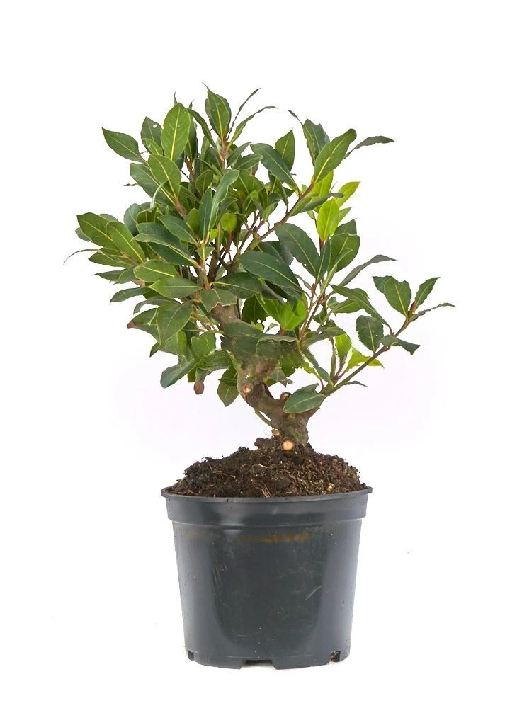 Prebonsai-Laurus-nobilis-años