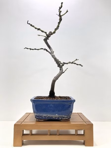 Prebonsai-Prunus-dulcis-años