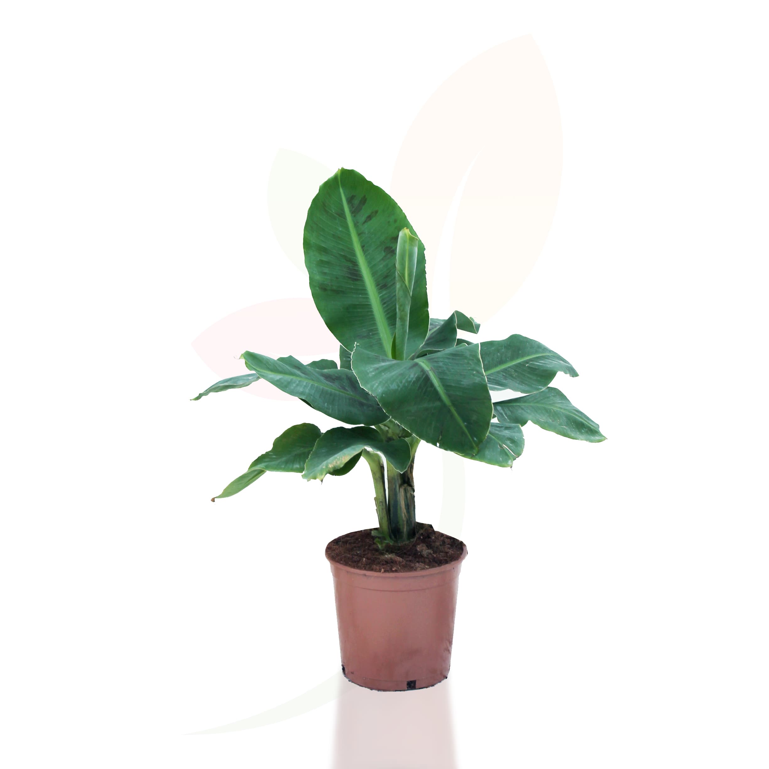 Musa-'Dwarf-Cavendish'