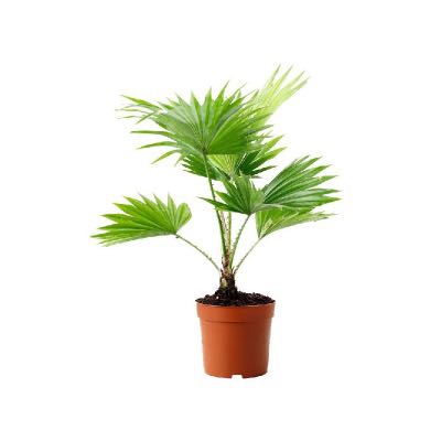 Palmera-interior,-Livistonia-Rotundifolia
