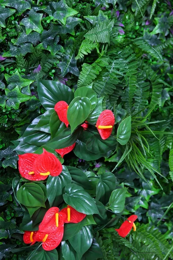 images
