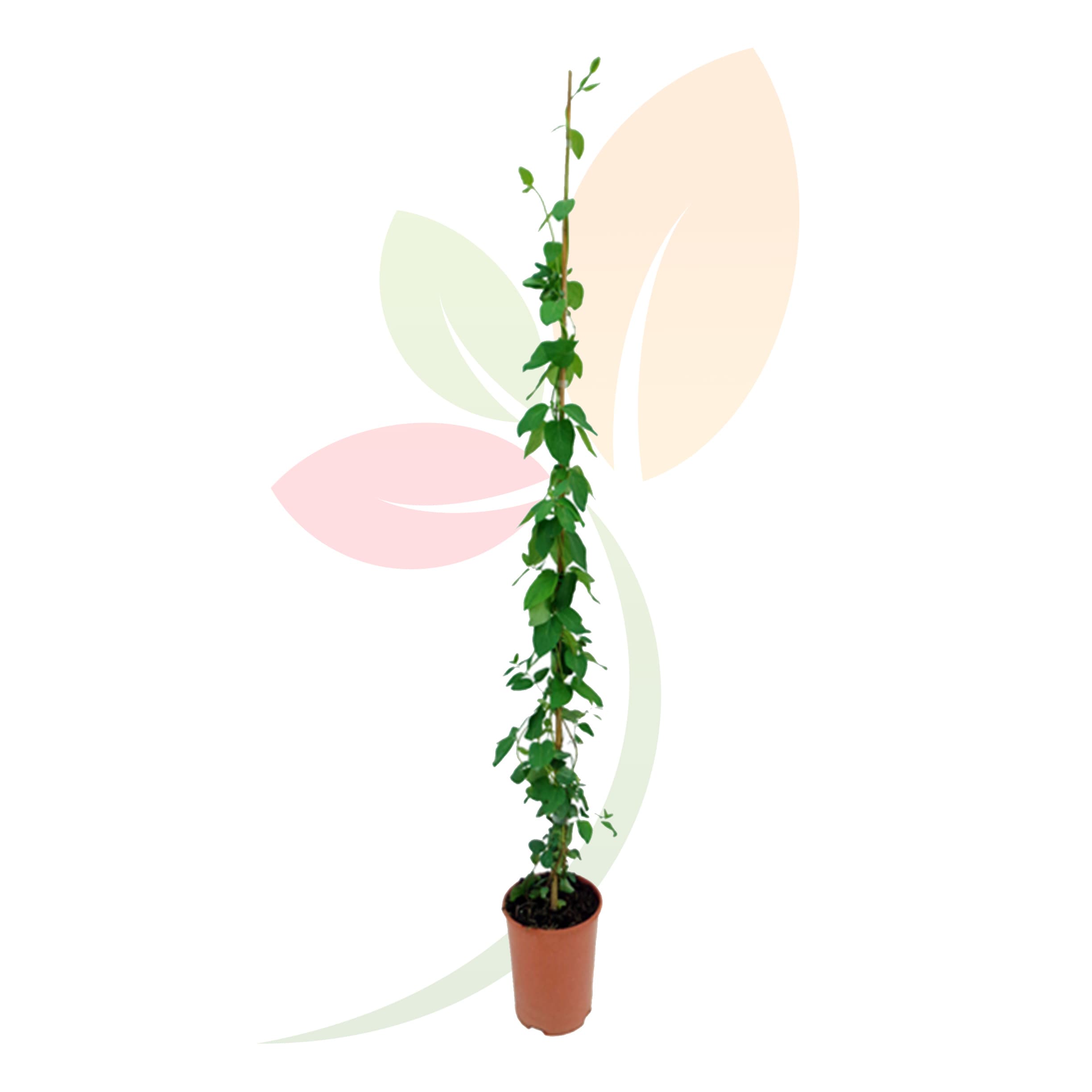 Lonicera-Japonica-tutor-Madreselva-japón