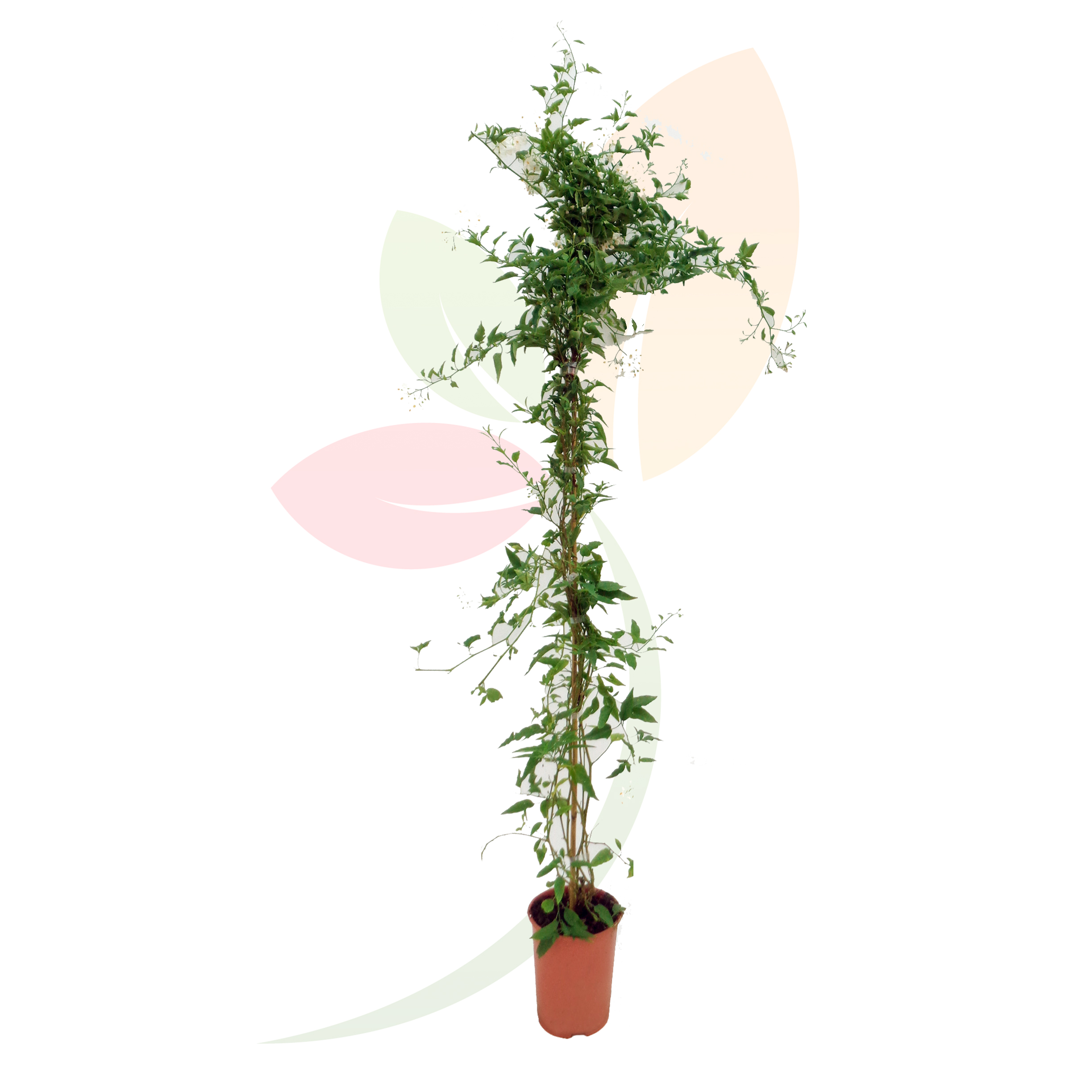 Solanum-Jasminoides-Tutor