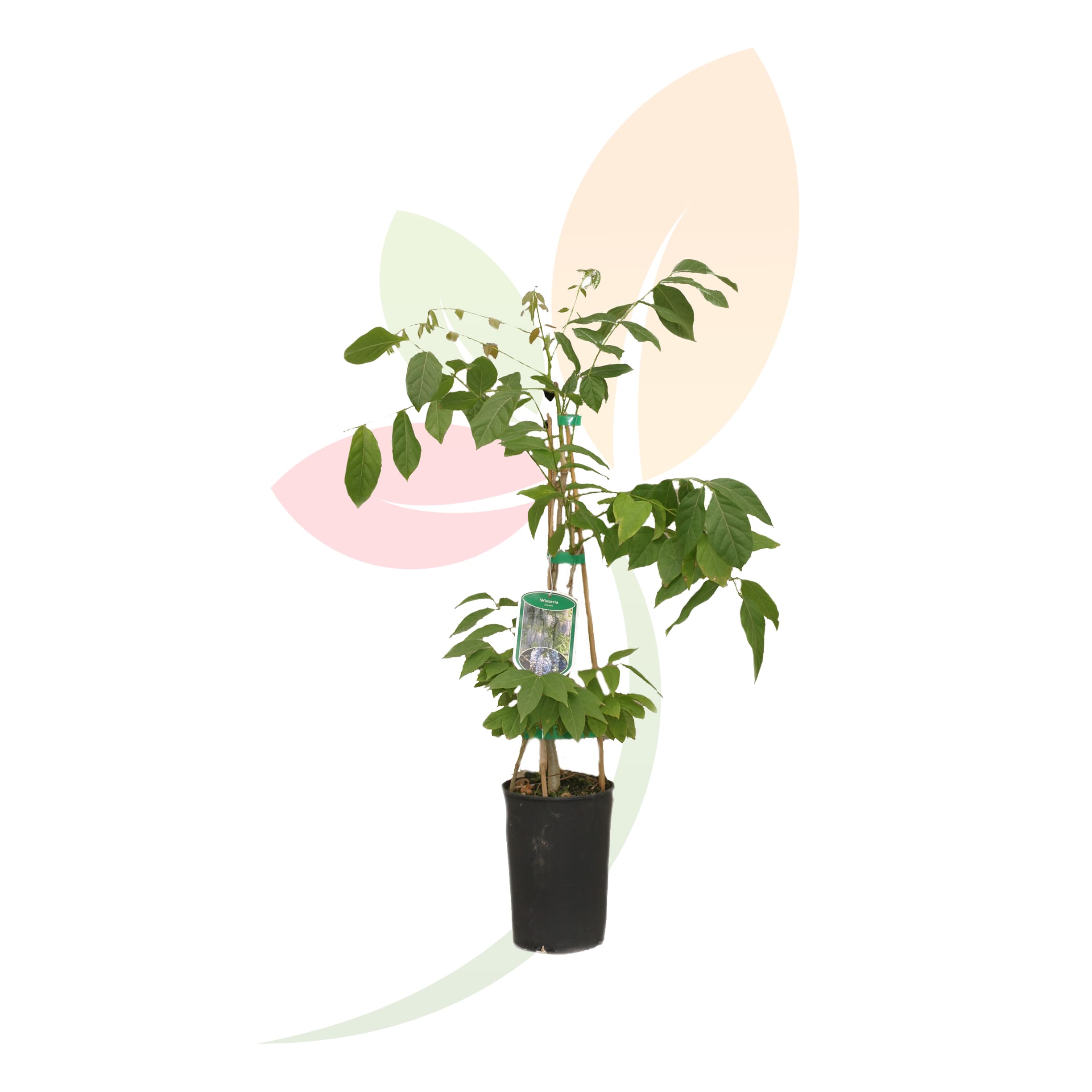 Wisteria-Sinensis-Tutor