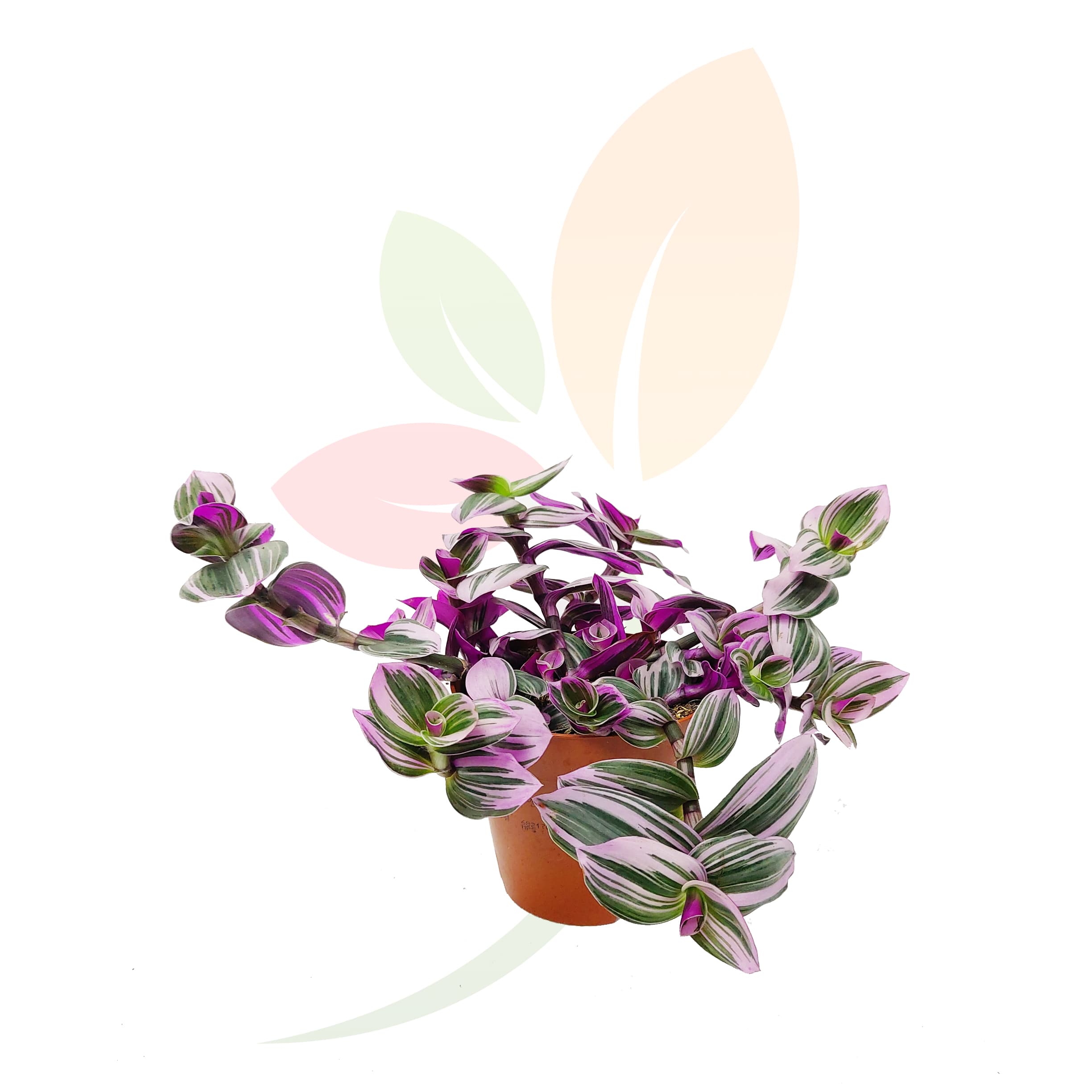 Tradescantia-Nanouk