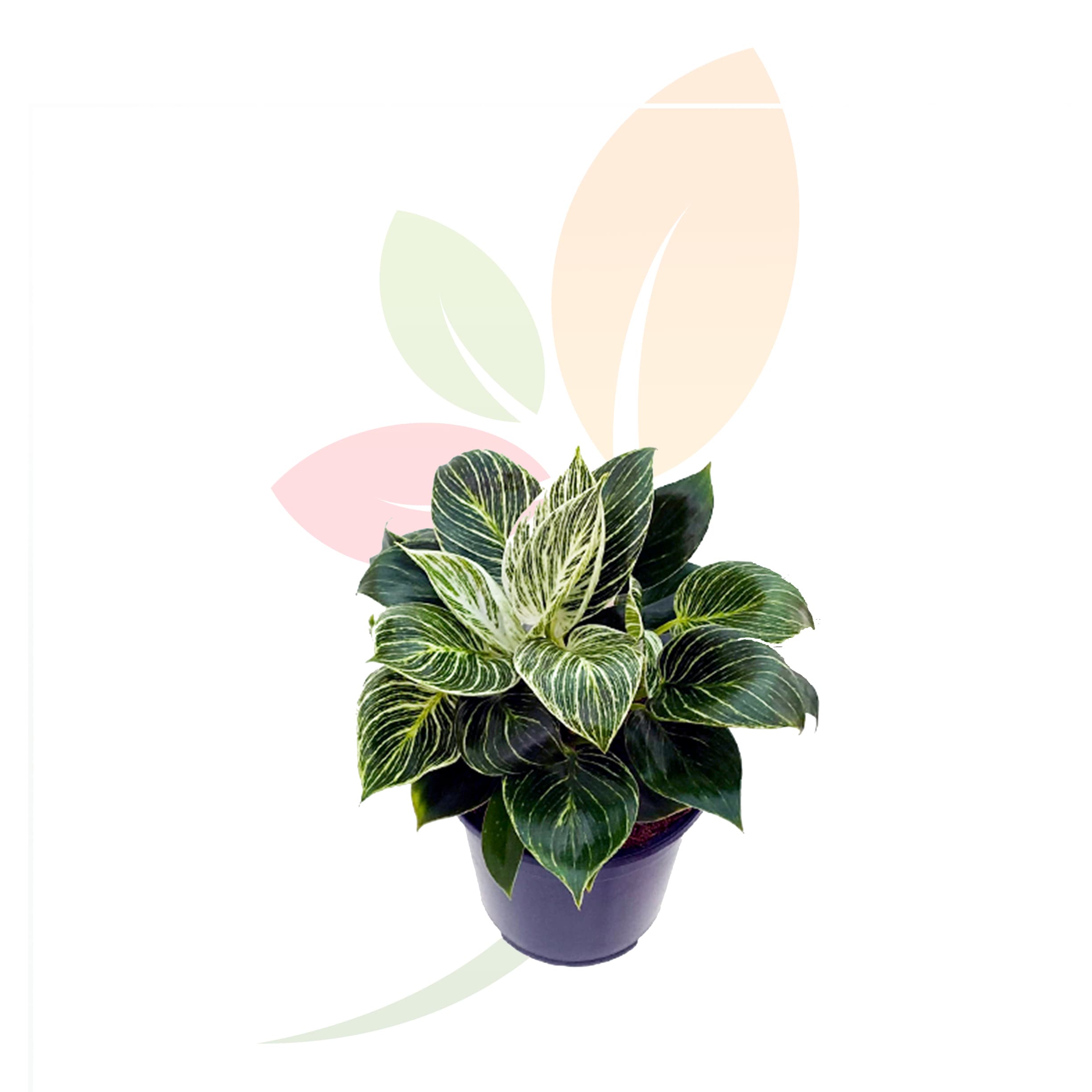 Philodendron-Birkin