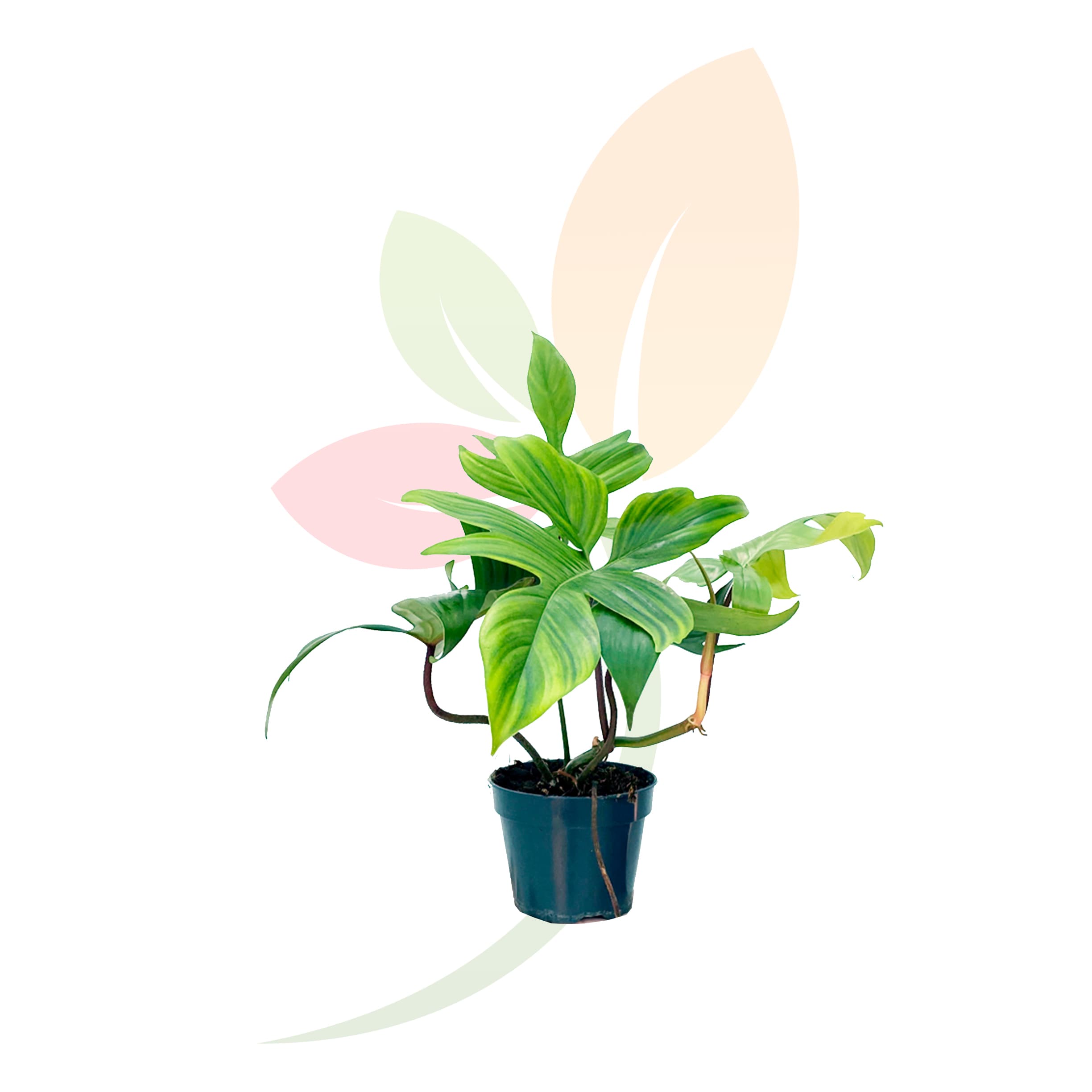 Philodendron-Florida-Green