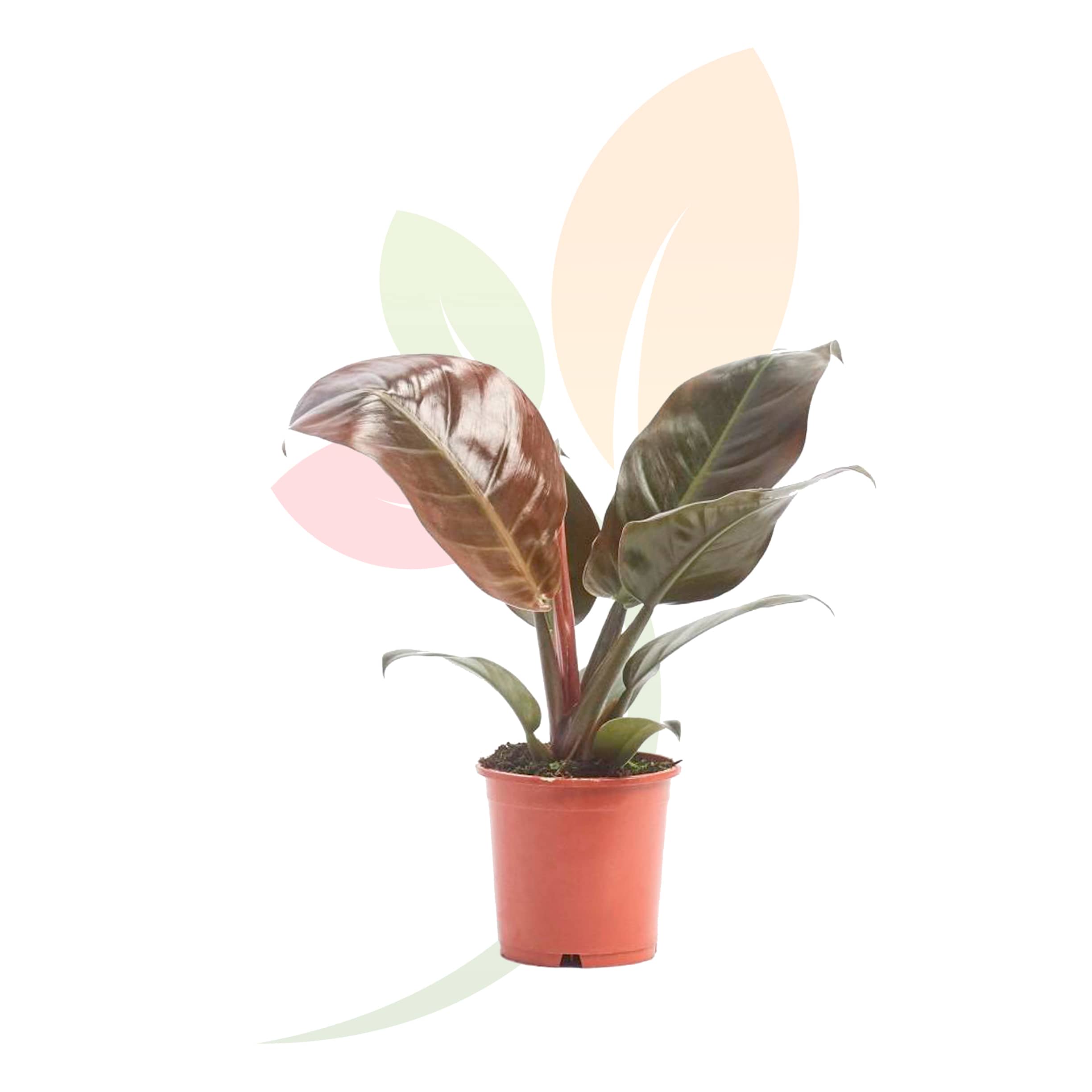 Philodendron-Congo