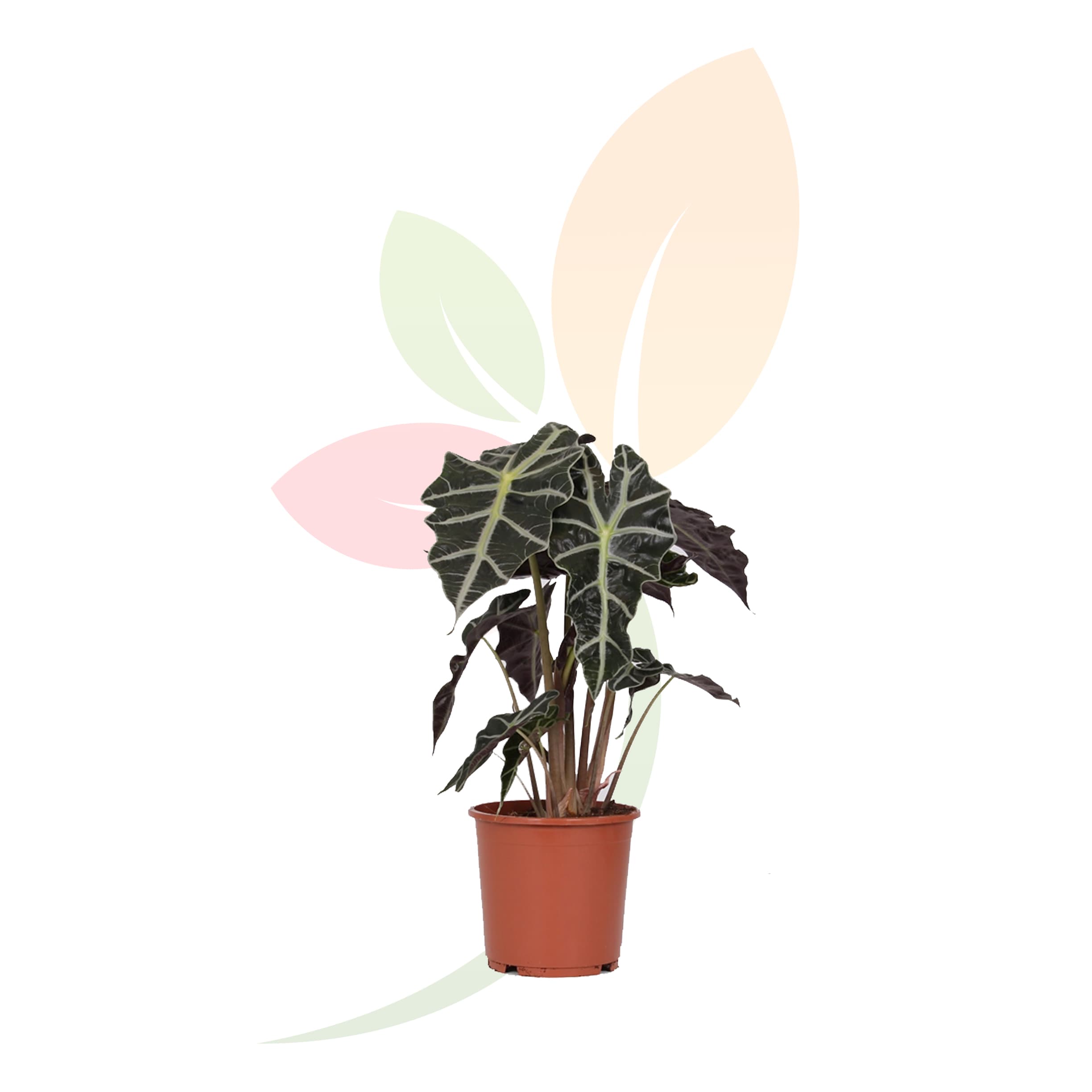 Alocasia-Polly