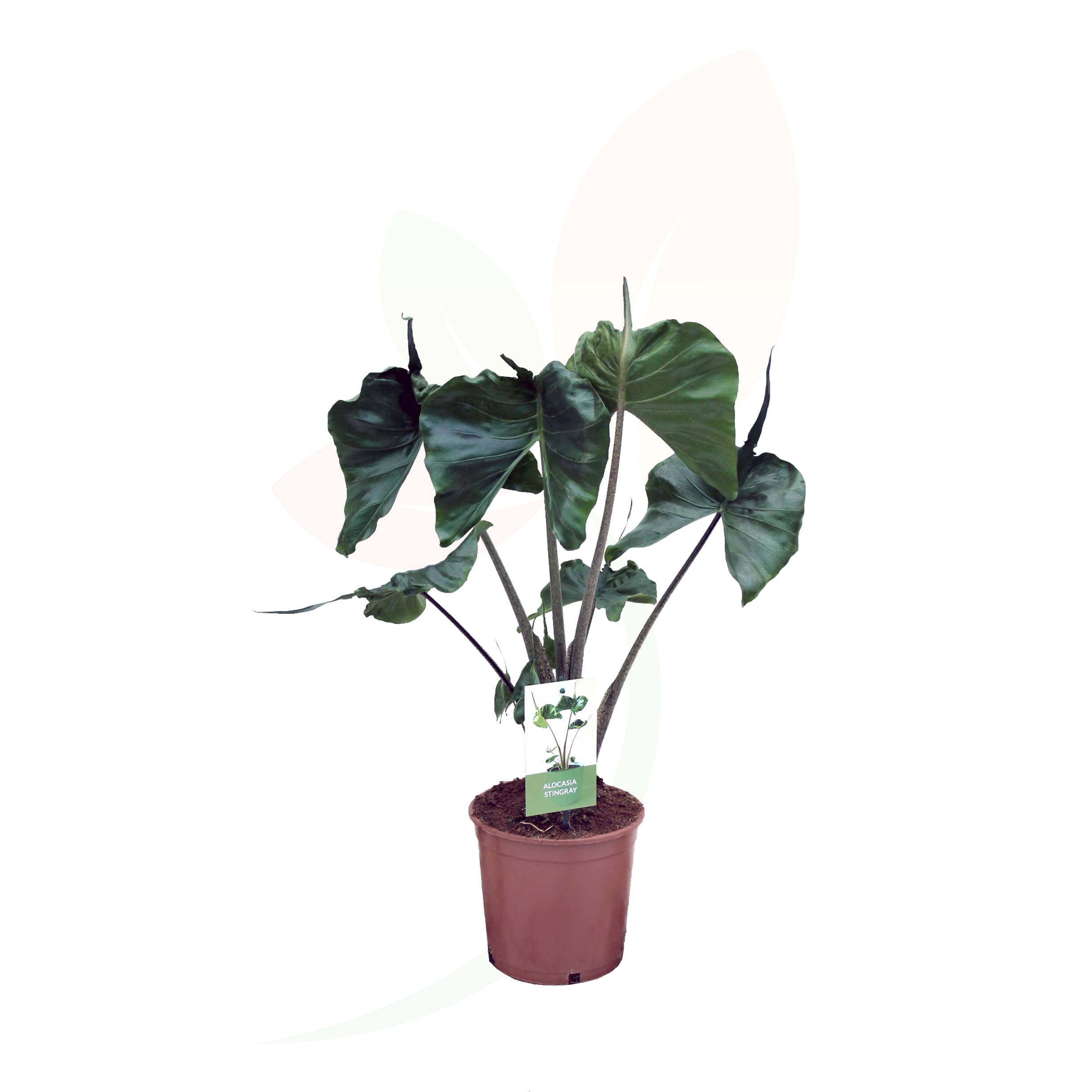 Alocasia-Stingray