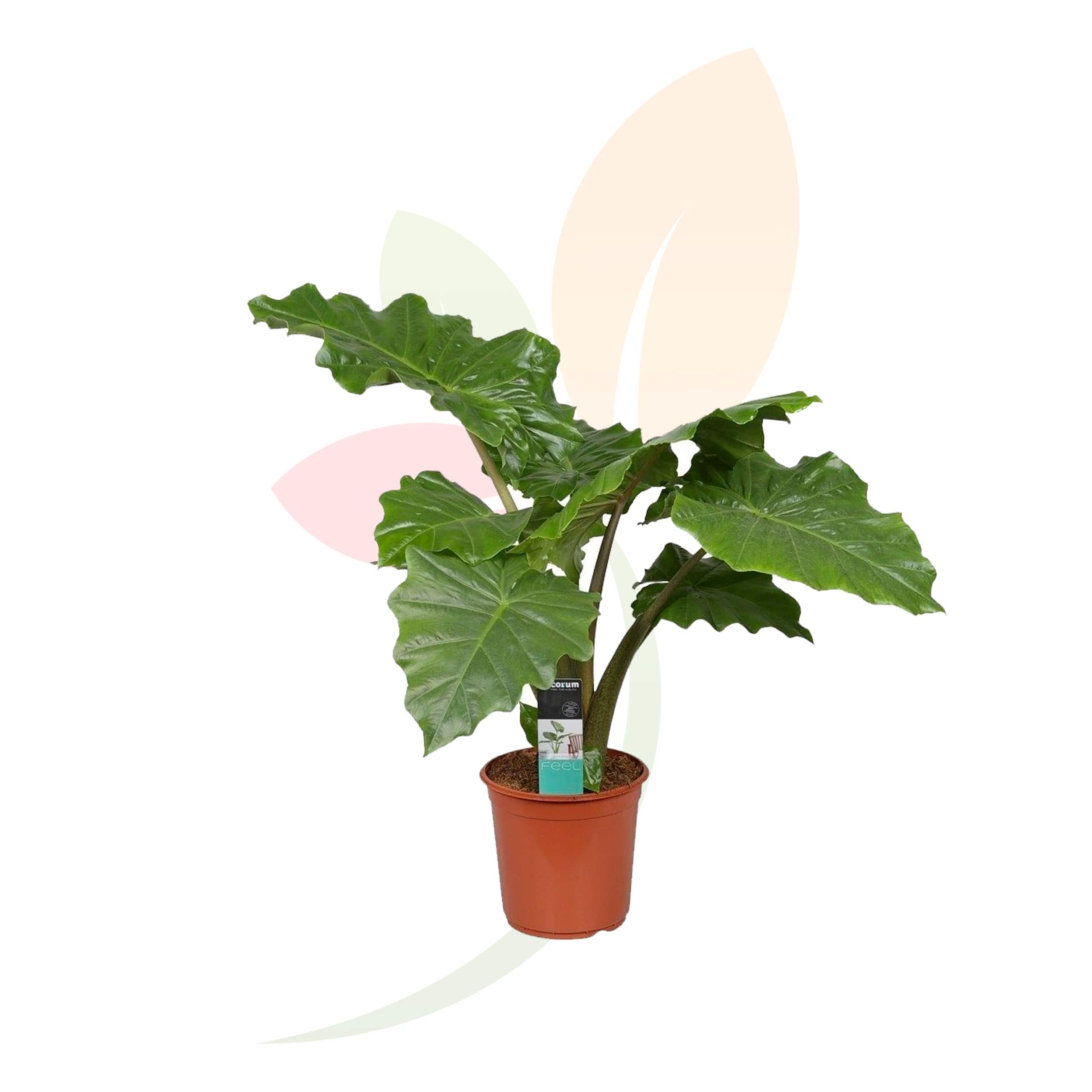 Alocasia-Portodora