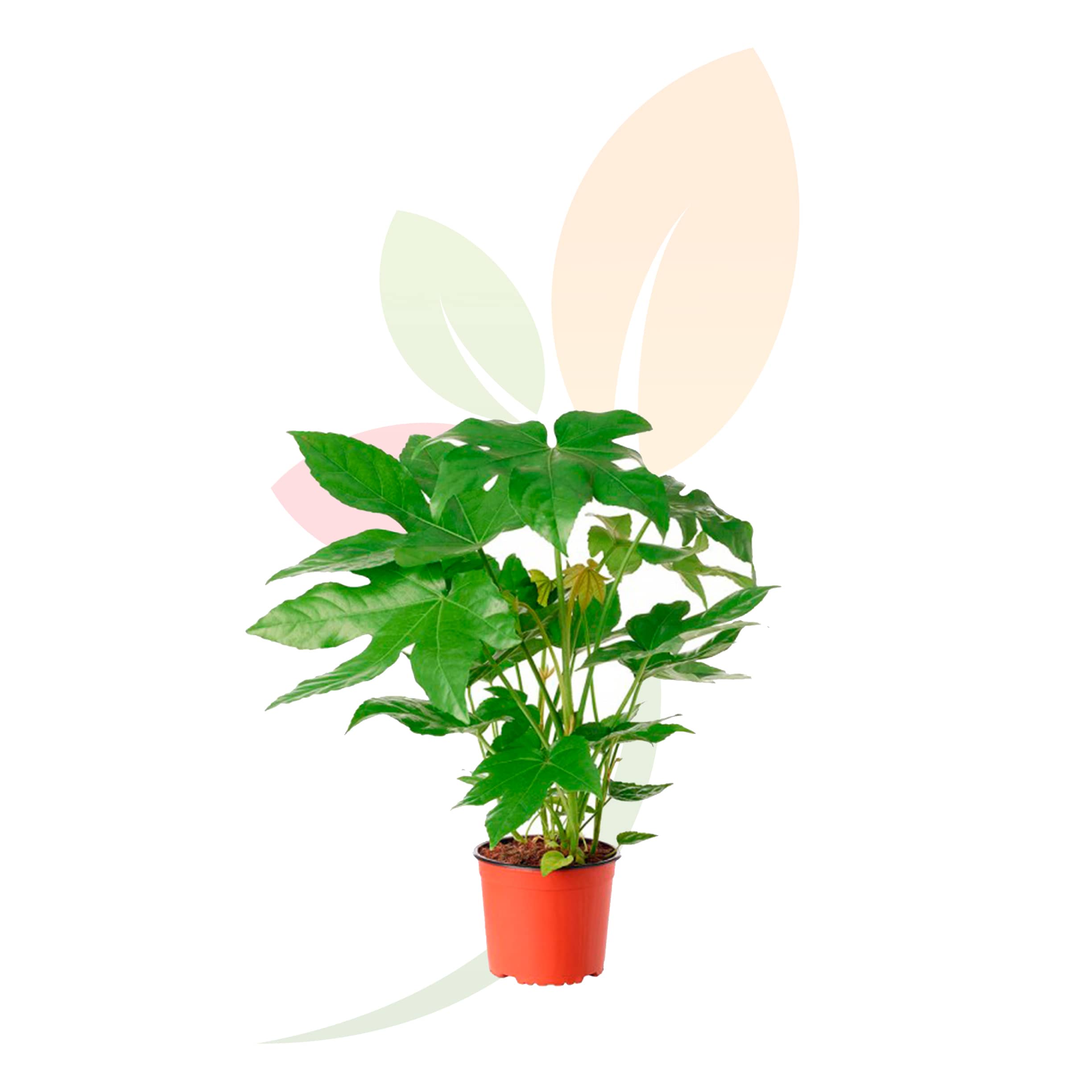 Arália-japonesa-Fatsia-japonica