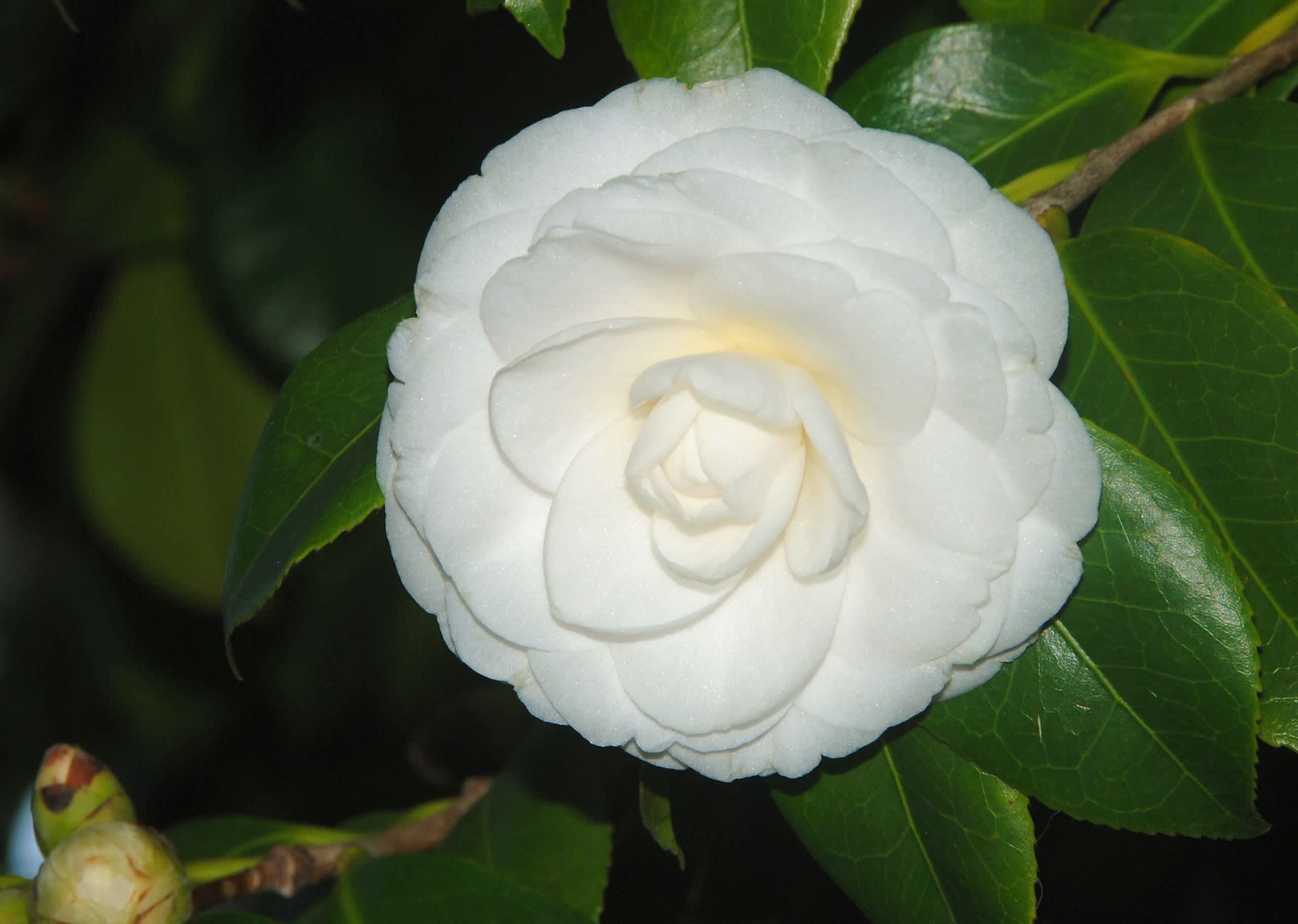 images