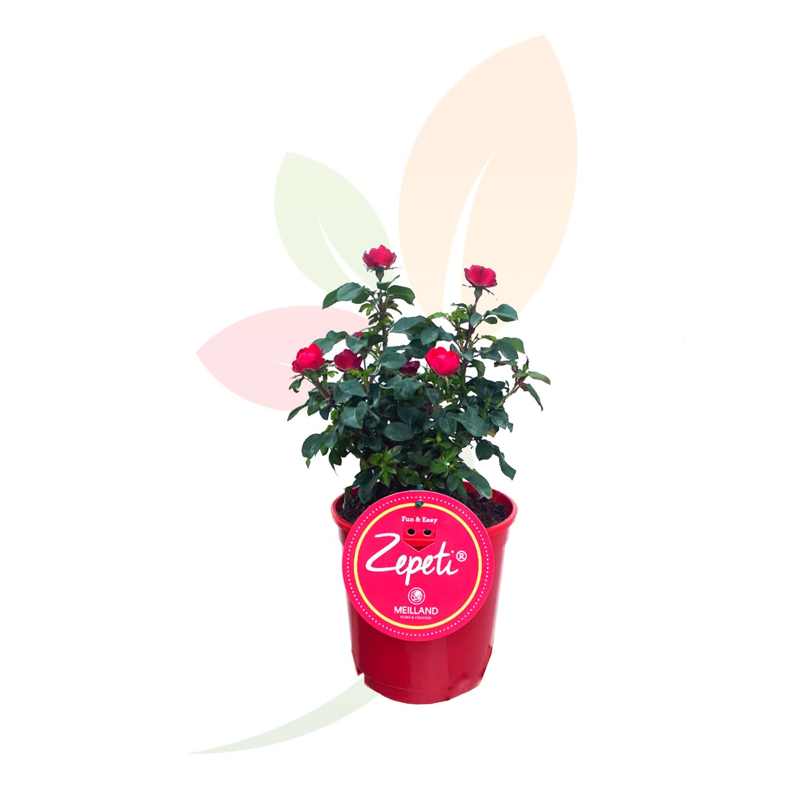 Rosal-Zepeti