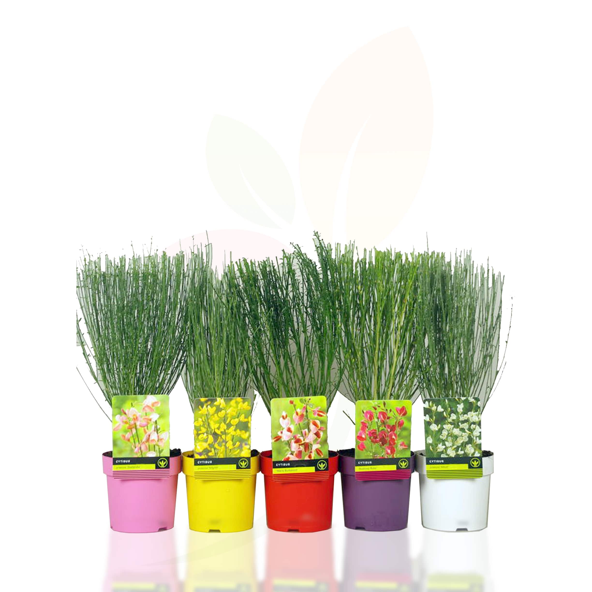Cytisus-Scoparius