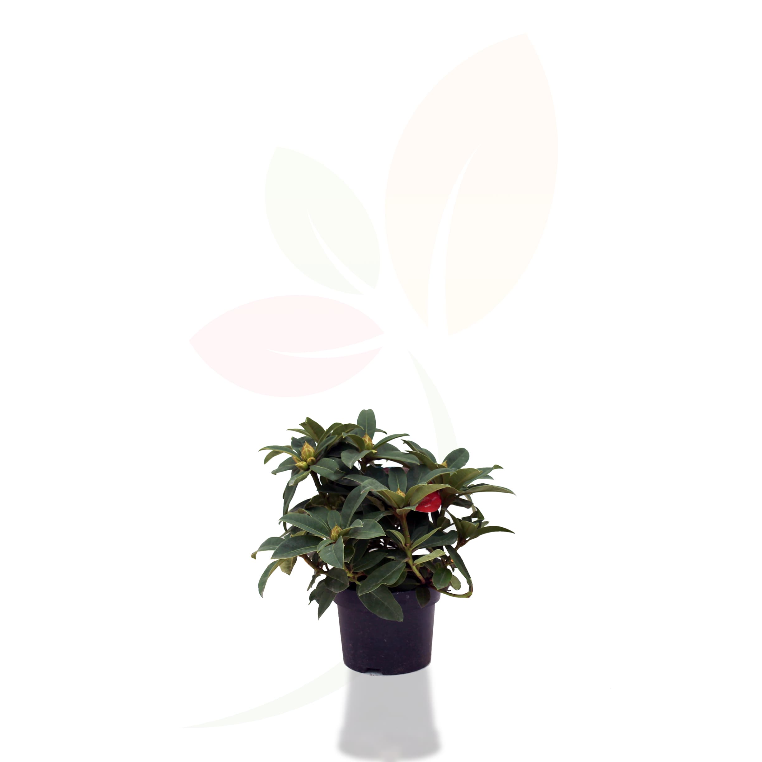Rhododendron-alturaibrido