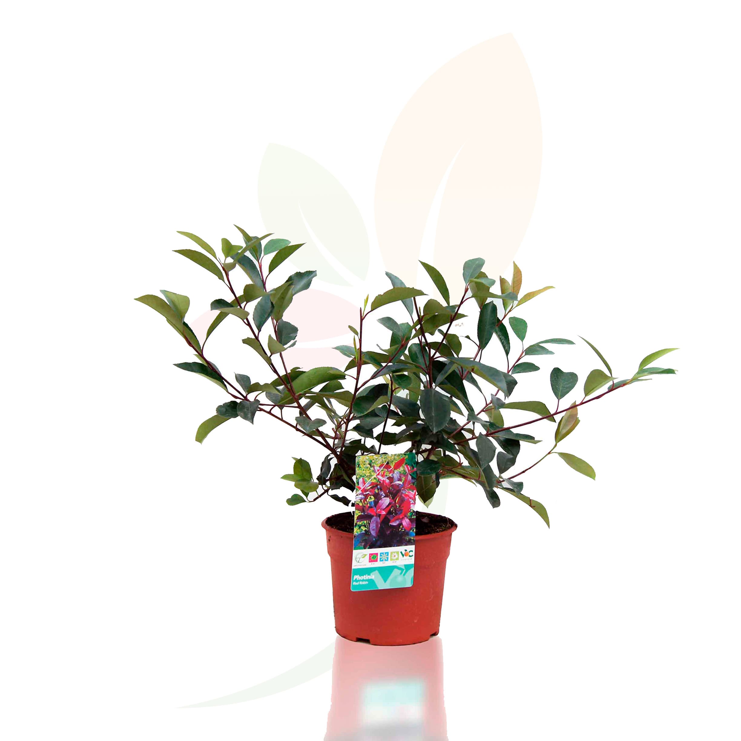 Photinia-'Red-Robin'