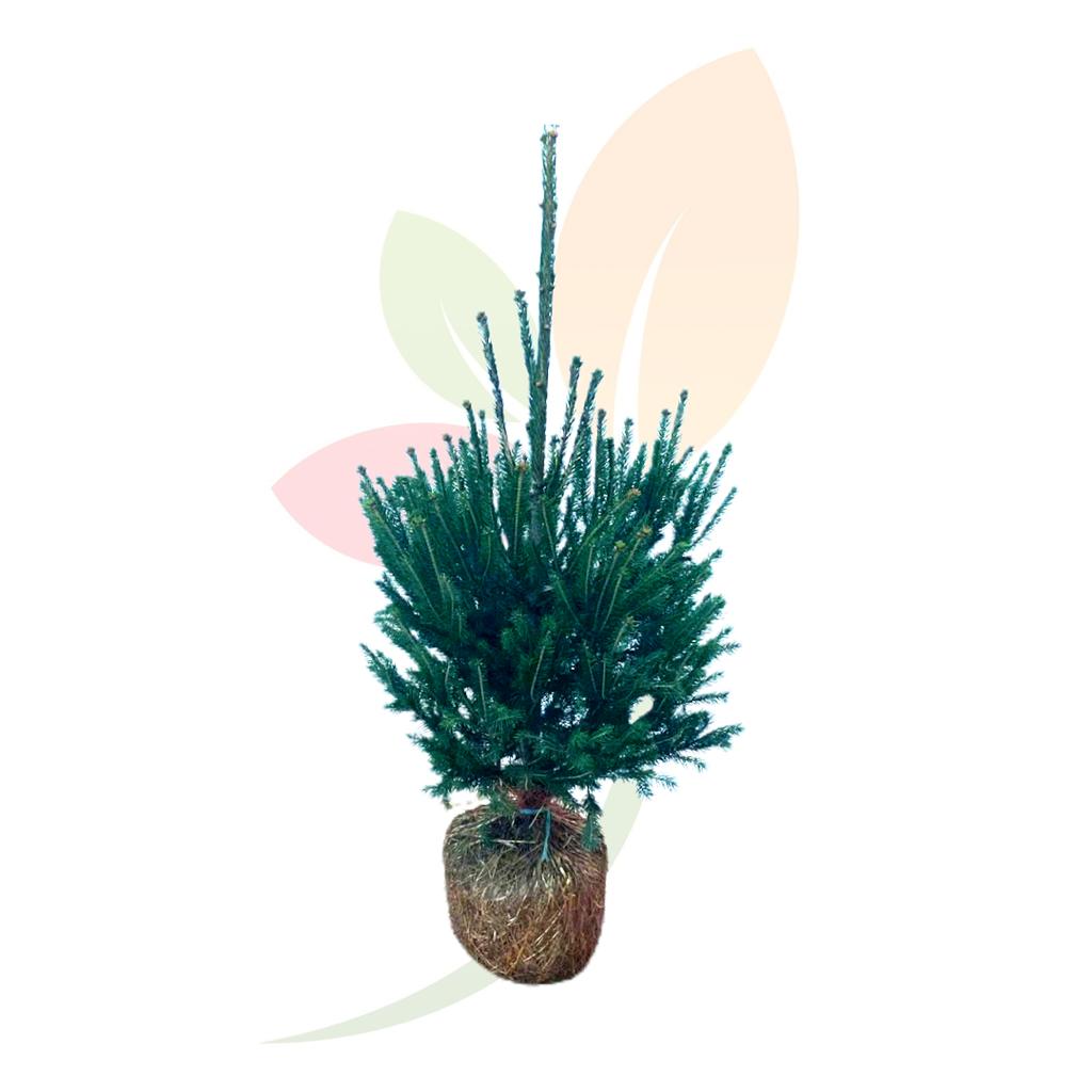 Abies-Excelsa-cepellon,-árbol-Navidad