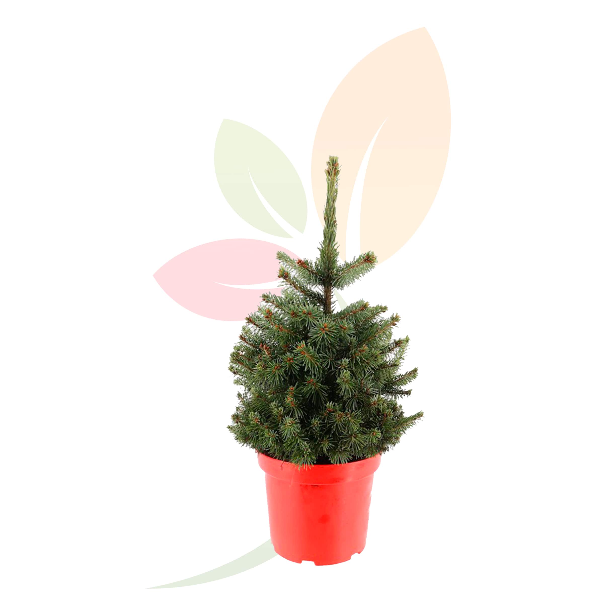 Picea-Pungens-Super-Blue