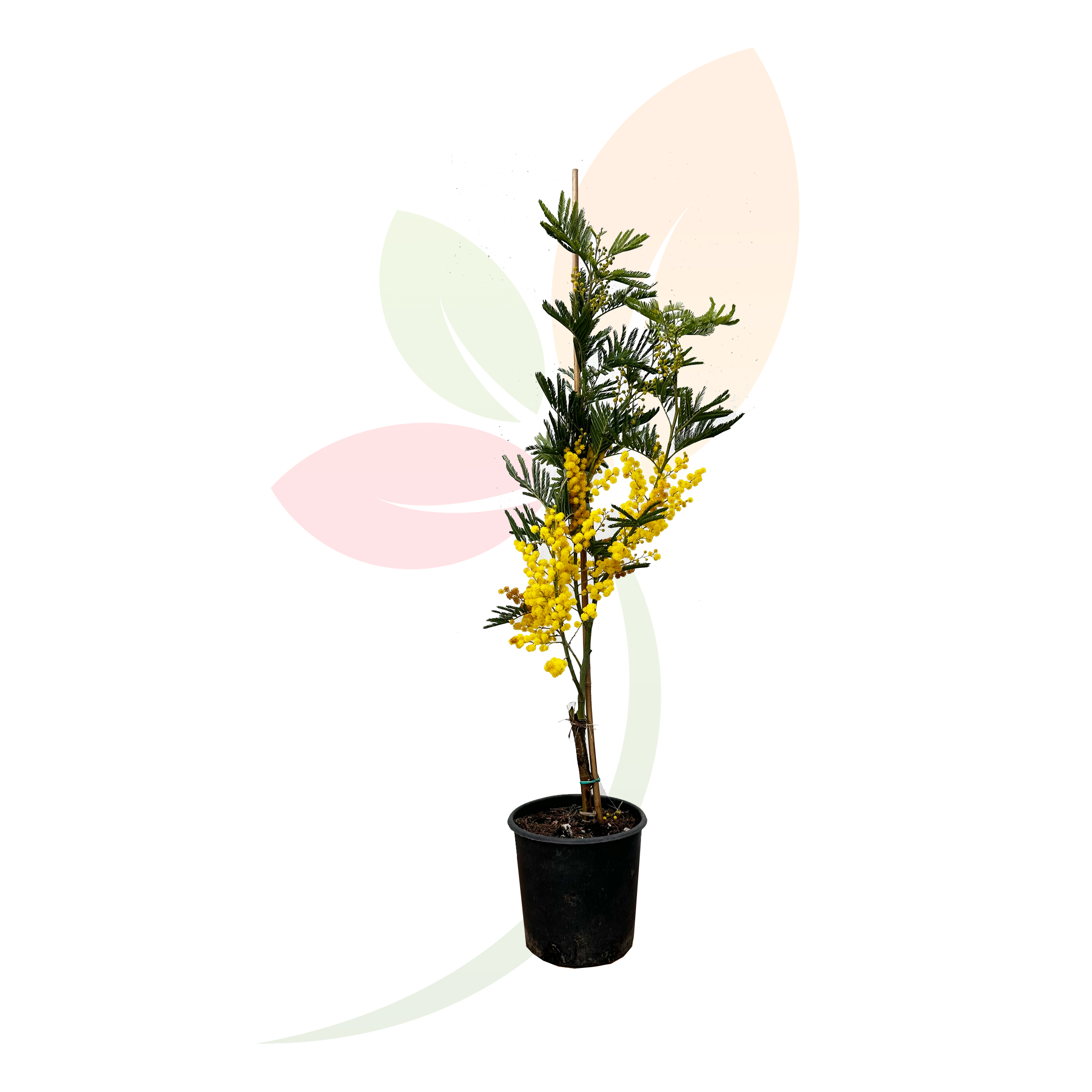 Mimosa-Injertada