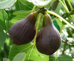 Higuera-Ficus-Carica-brown-turkey