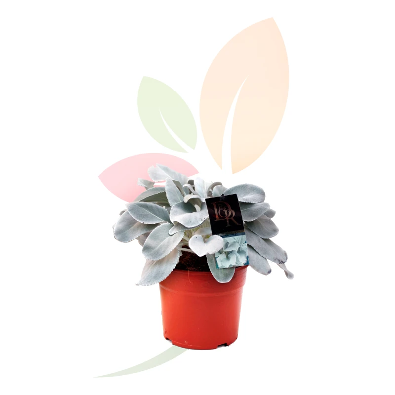 Senecio-Angel-Wings-planta-interior-follaje-plateado-aterciopelado