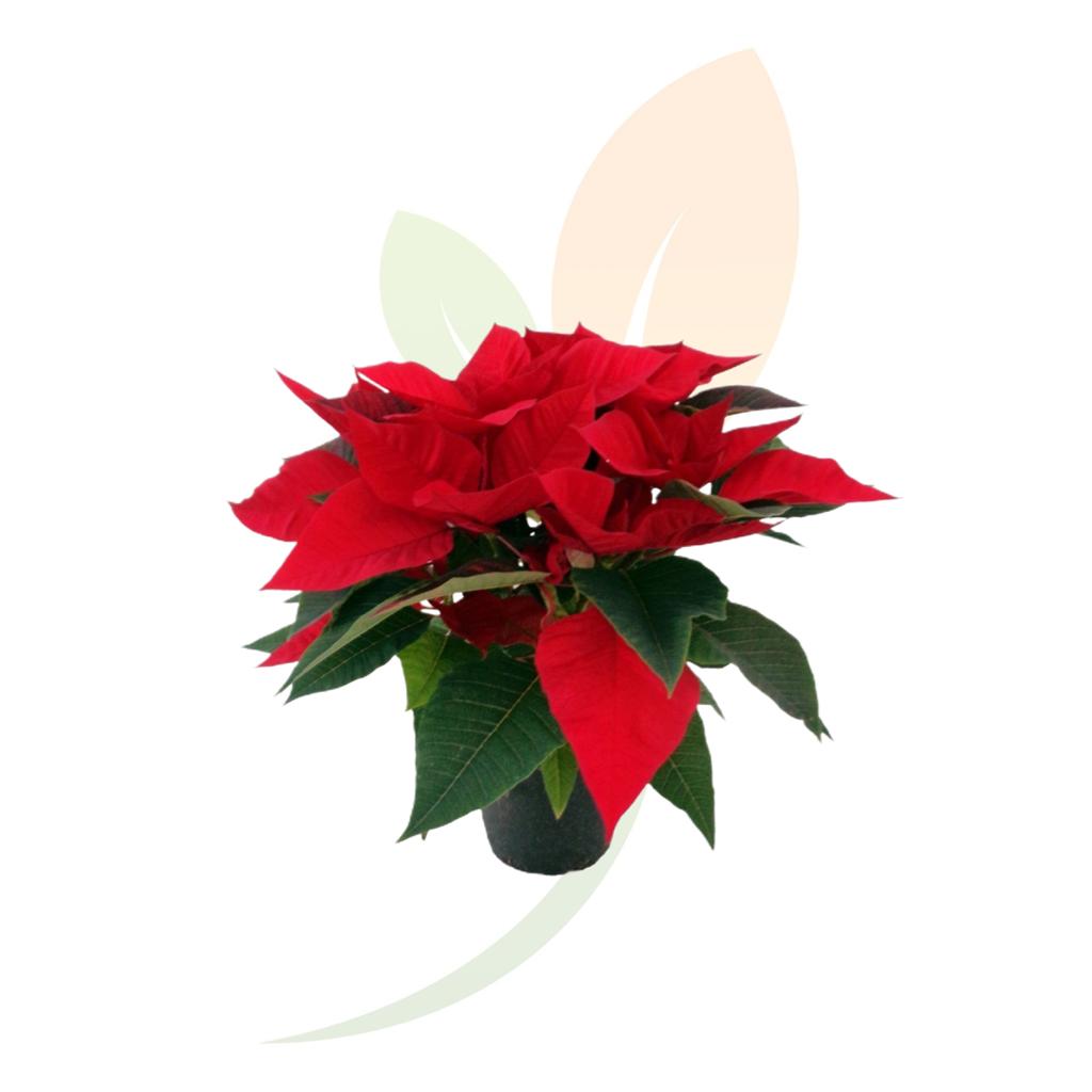 Poinsettia-Flor-pasqua