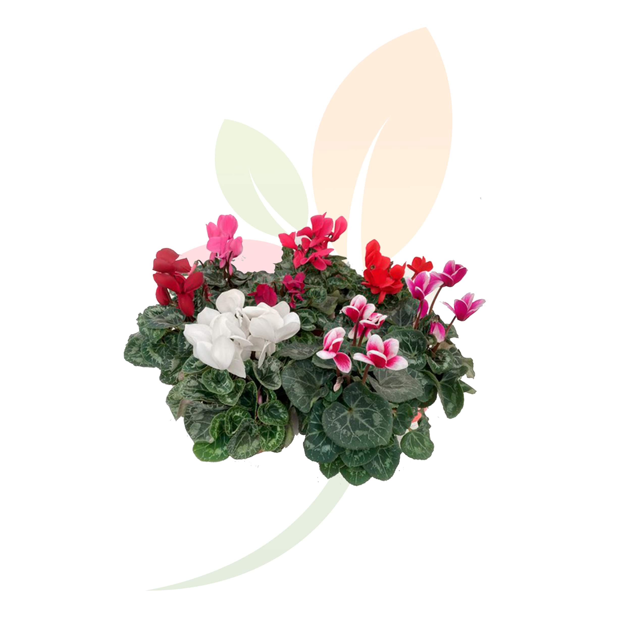 Cyclamen-Mini