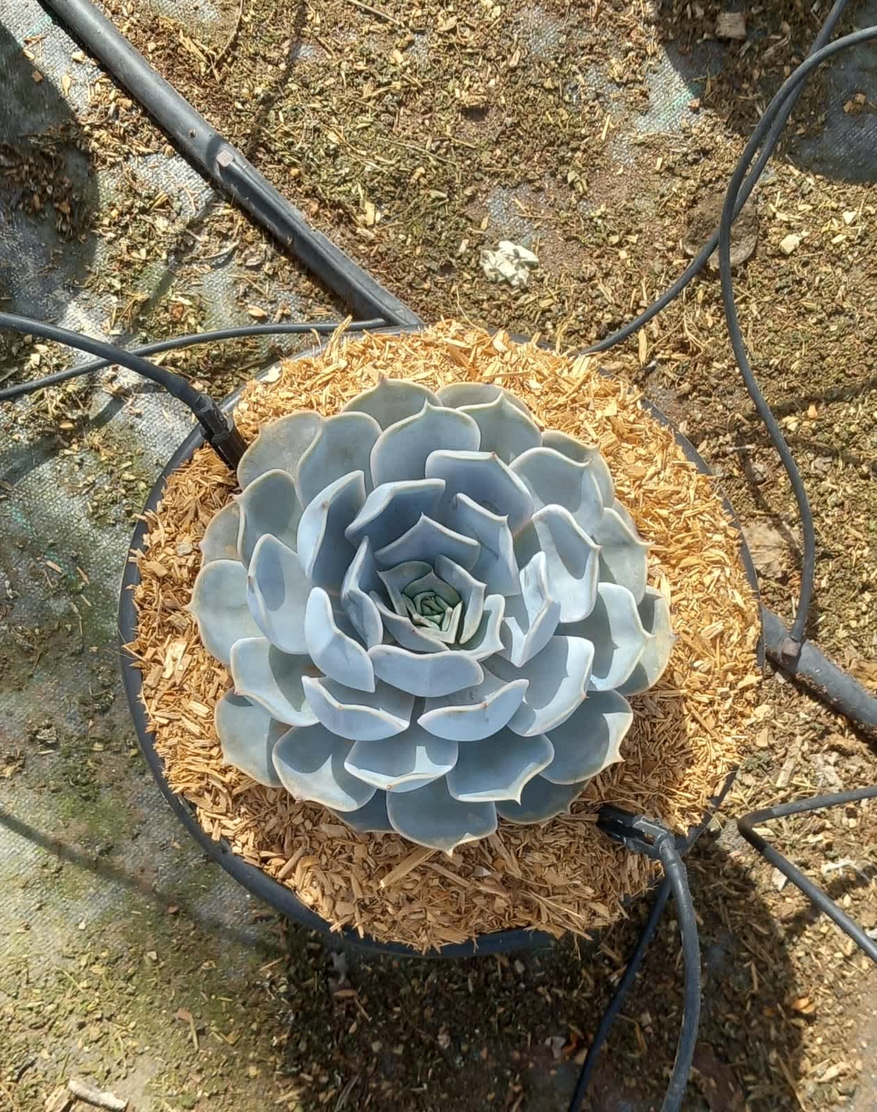 Echeveria