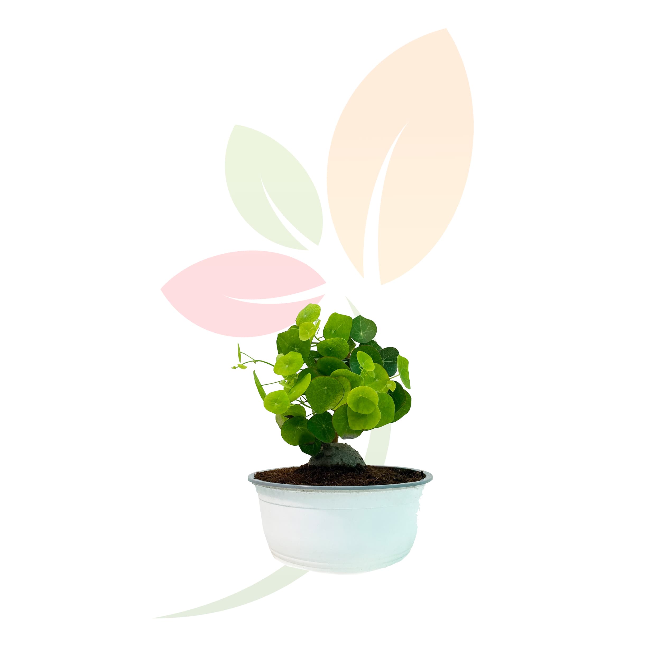 Stephania-Erecta,-planta-exotica-interior