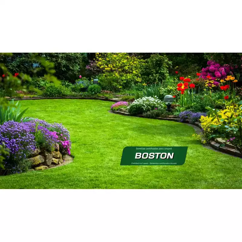Semillas-césped-económicas-multiuso-Boston