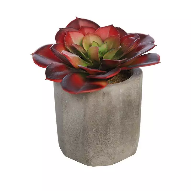 Mini-cactus-Echeveria-tesensis-artificial-maceta-cemento