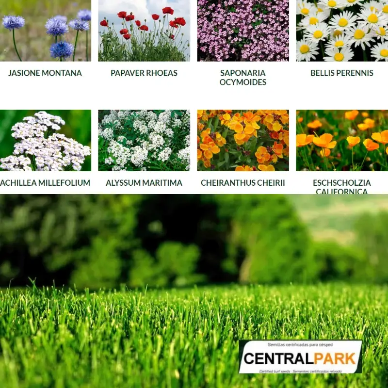 Semillas-para-césped-flores-Centralpark