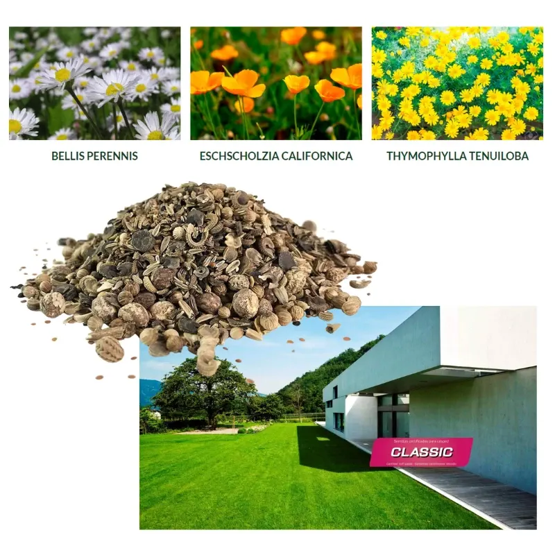 Semillas-césped-flores-Classic