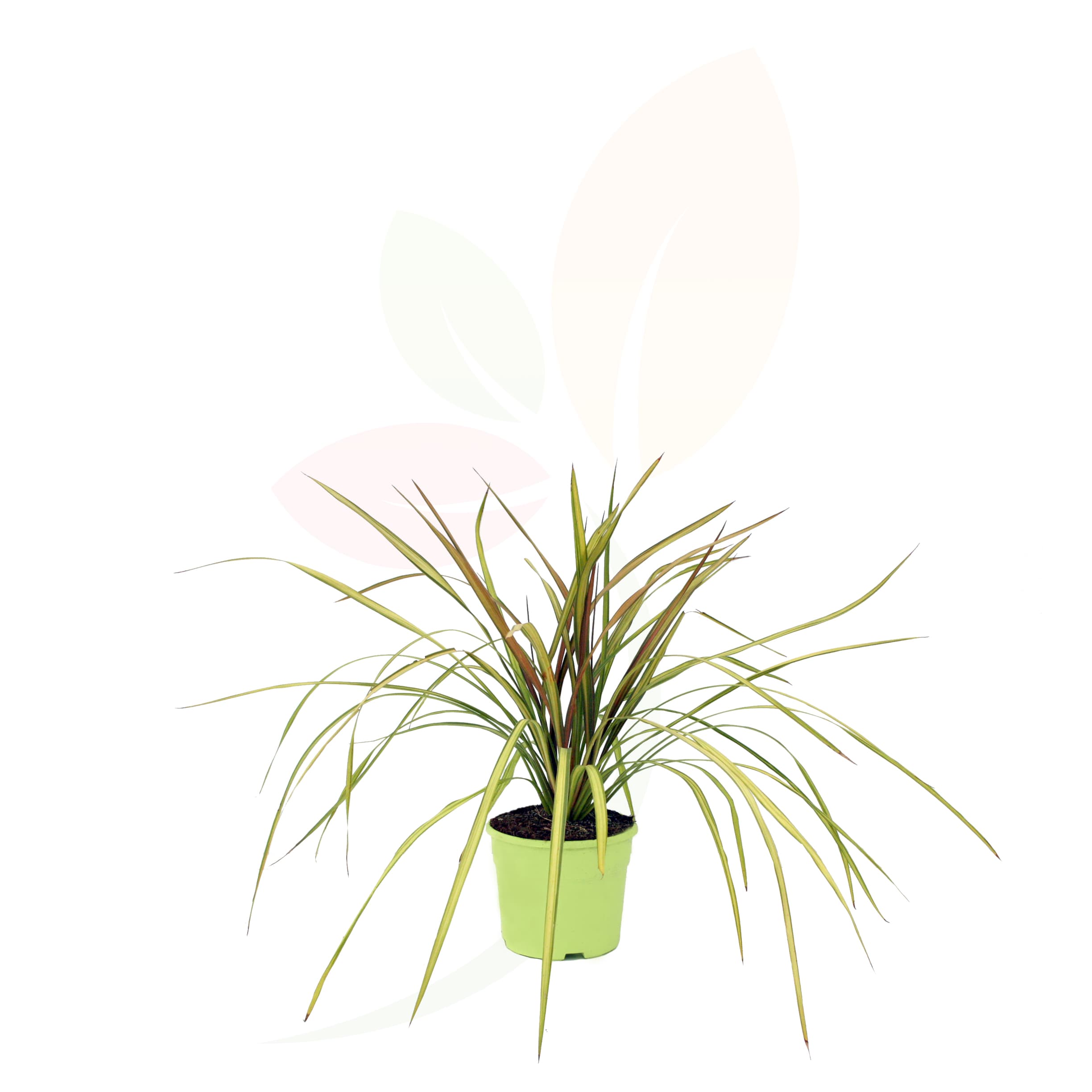 Cordyline-Yellow