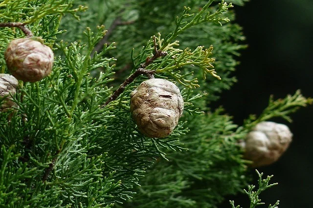 Ciprés-común-mediterráneo-(Cupressus-sempervirens)
