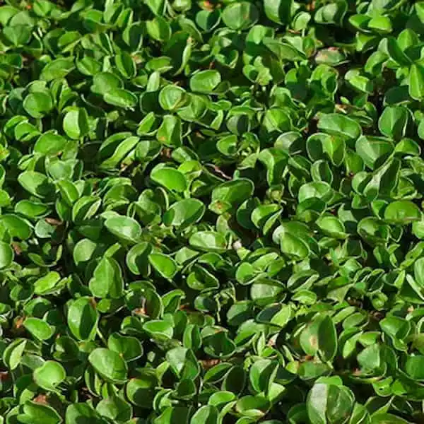 «Dichondra-repens»,-leguminosa-tapizante