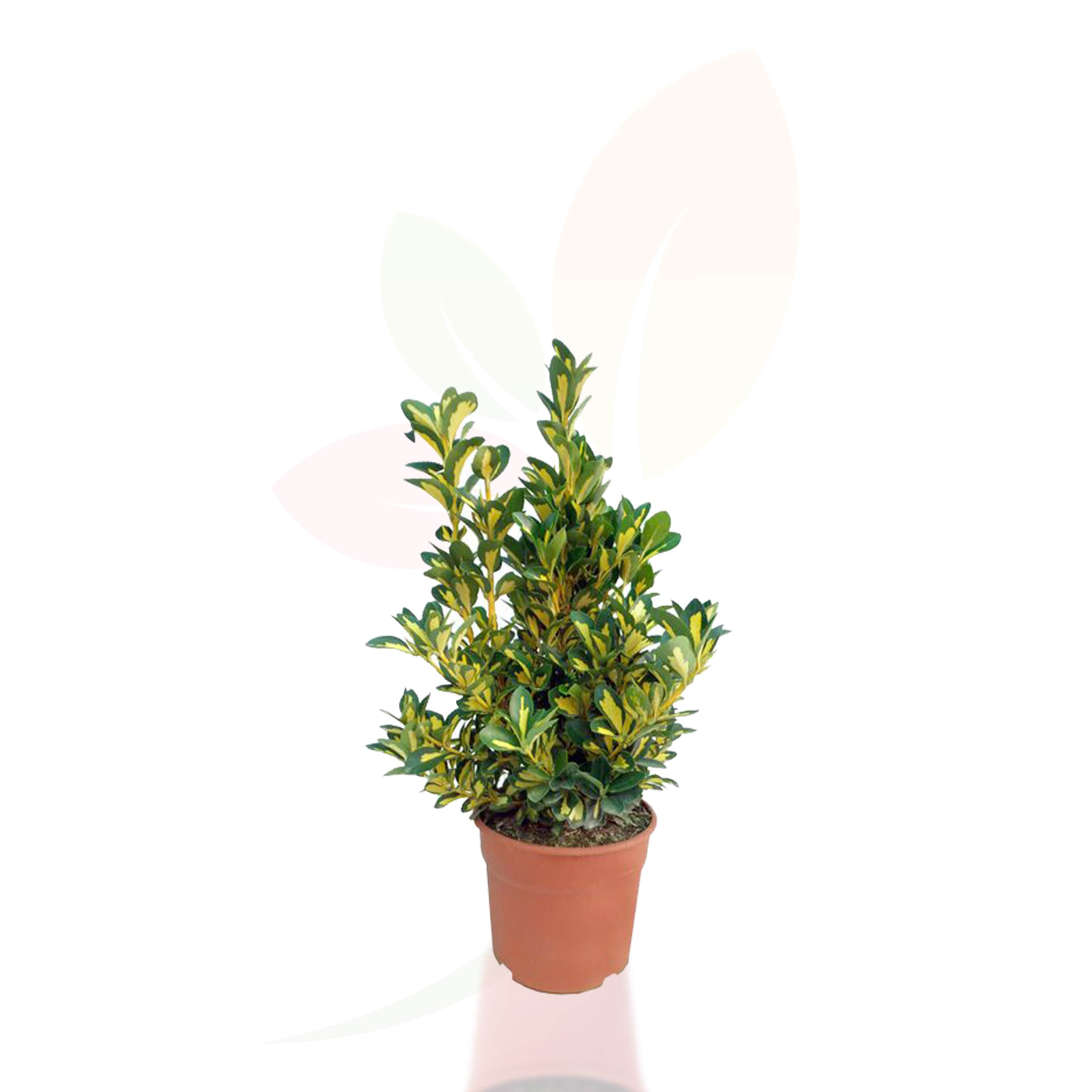 Euonymus-japonicus-luna