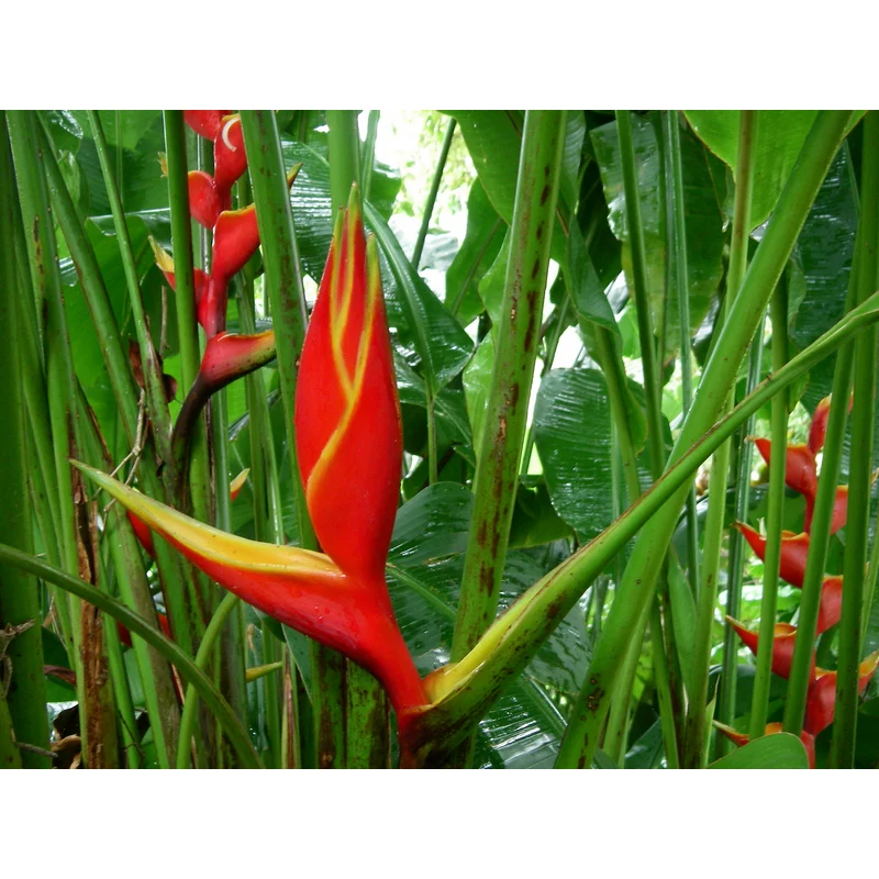 Planta-tropical-interior-alturaeliconia