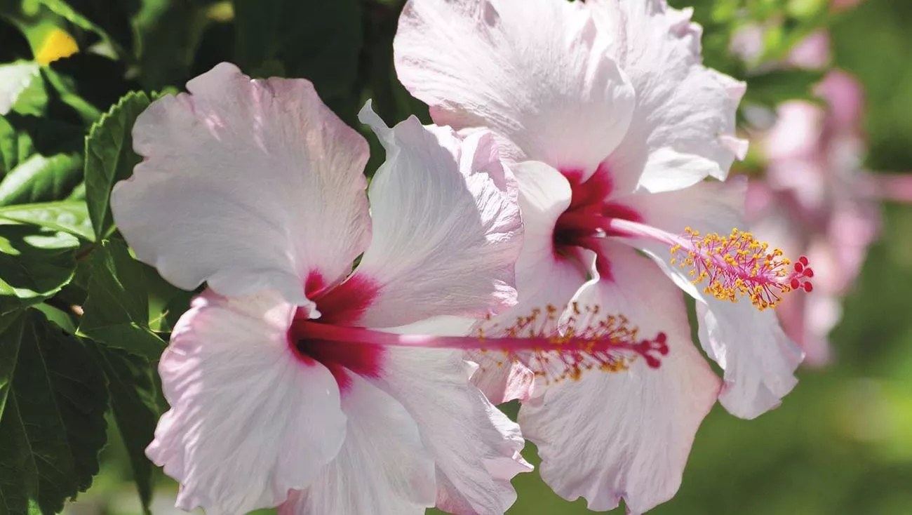 Hibiscus