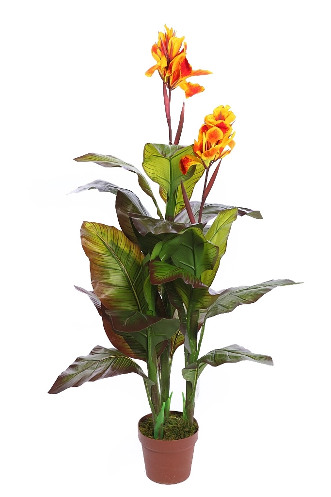 Canna-Caña-indias-artificial