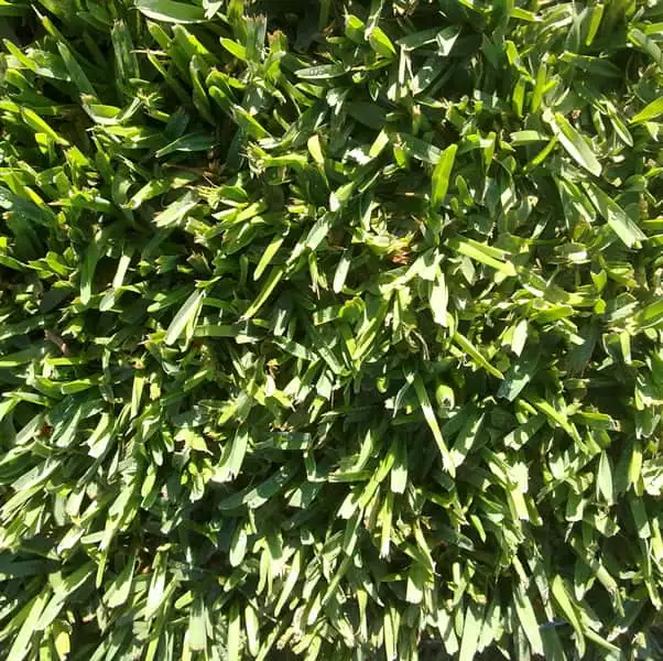 Kikuyu-(«Pennisetum-clandestinum»)