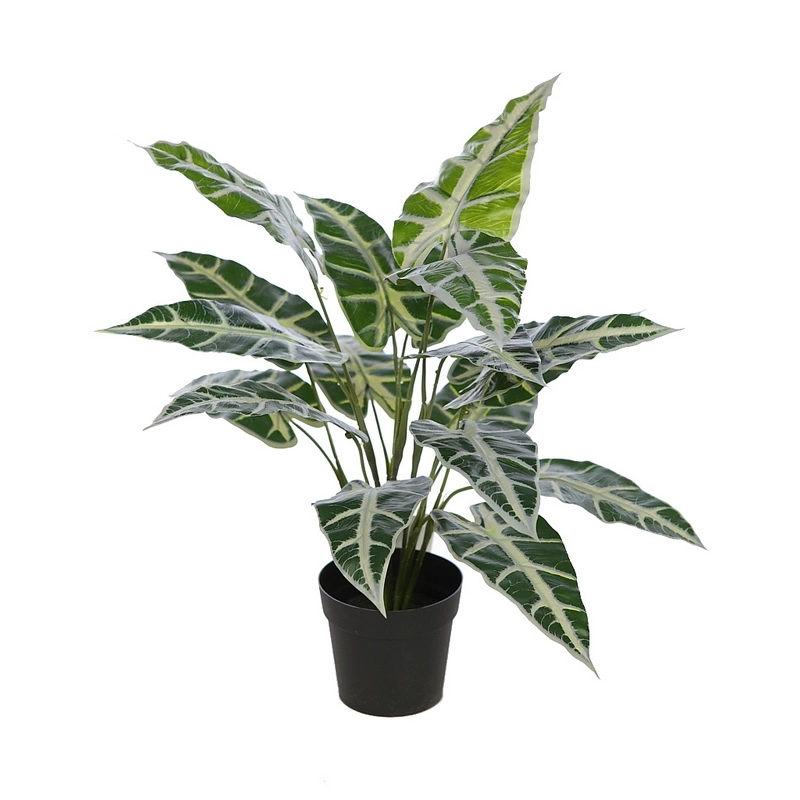 Alocasia-sanderiana-artificial