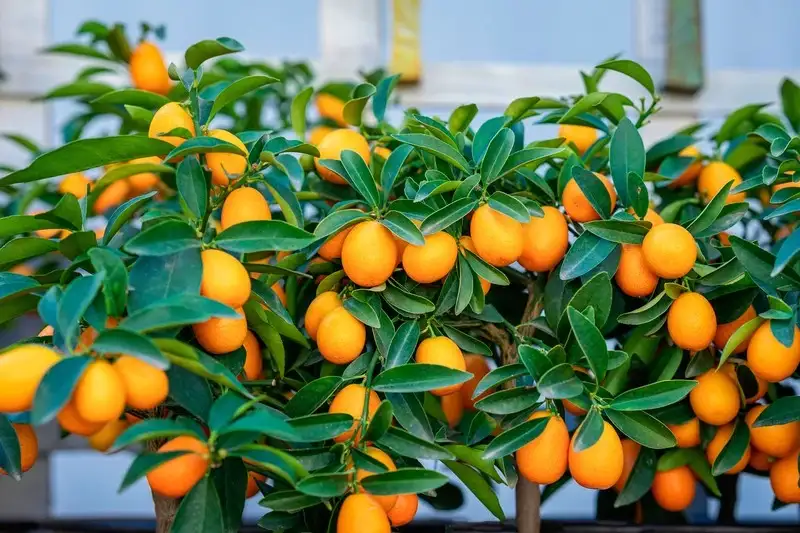 Kumquat-Citrus-fortunella-margarita