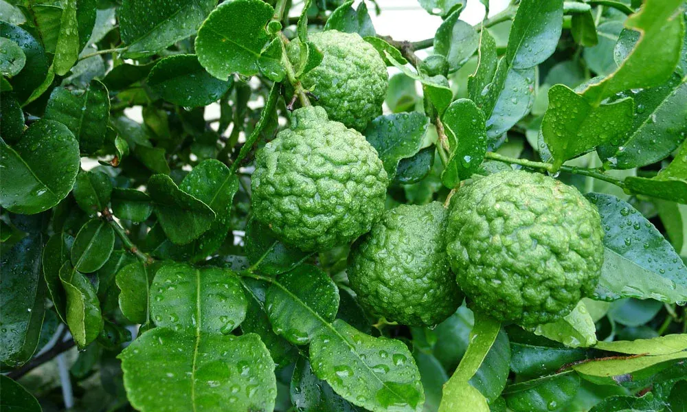Cítrico-lima-combava-(Citrus-Hystrix)