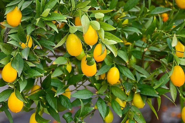 Limequat--Citrus-eustis
