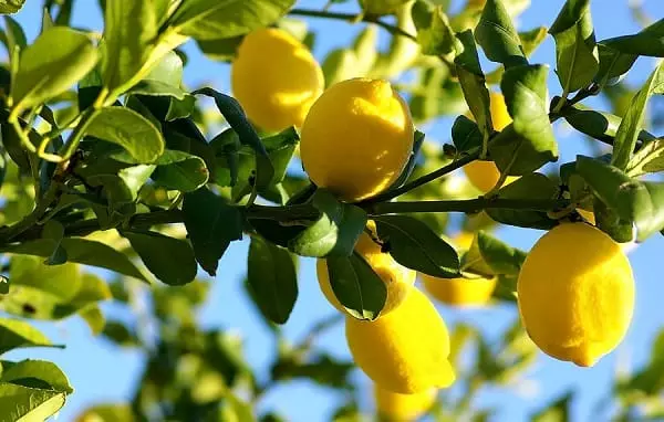 Limonero-(Citrus-limón)